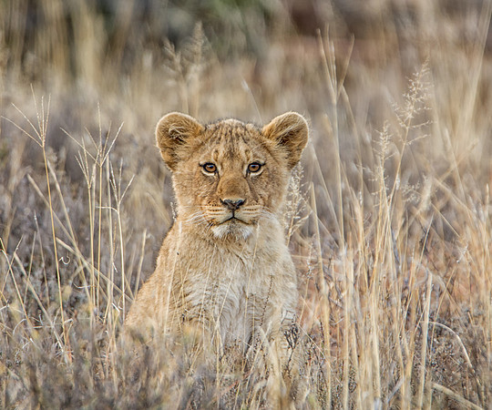 Lion Cub