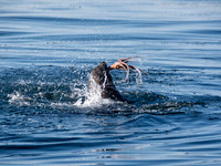 Cape Fur Seal