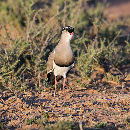 Crowned Lapwing