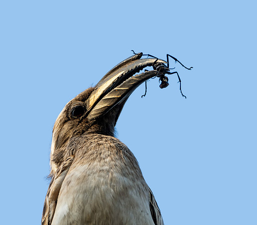 African Grey Hornbill With Bug