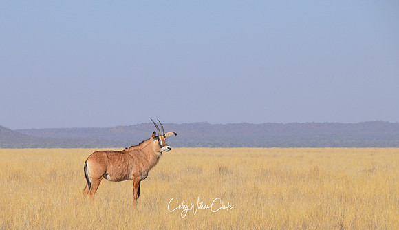 Roan Antelope