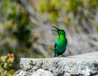 Malachite Sunbird