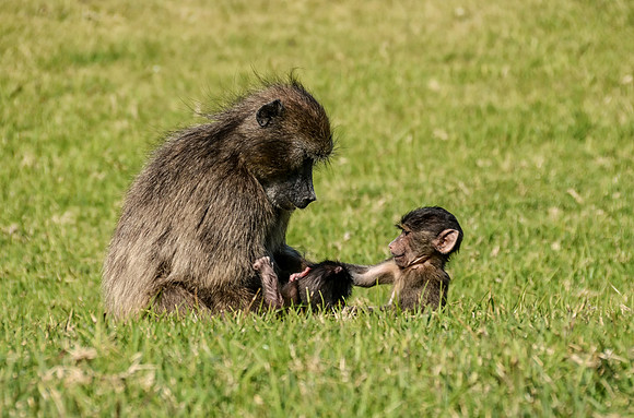 Mothern Baboon with baby