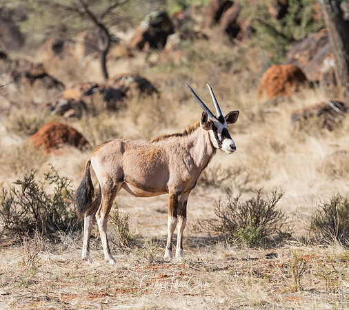 Juvenile Gemsbok