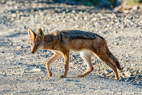 Black-backed Jackal