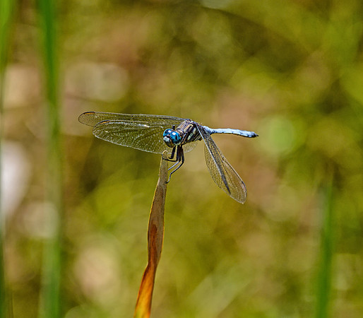 Julia Skimmer Dragonfly