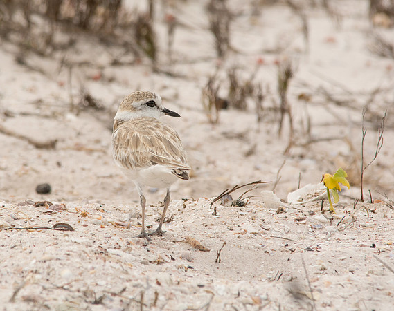 White-fronted Plover