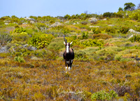 Bontebok Antelope