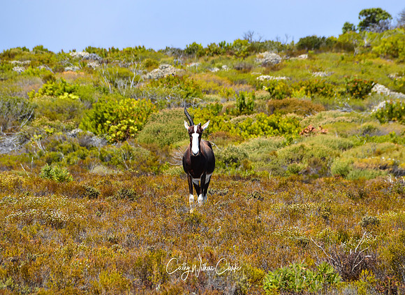 Bontebok Antelope