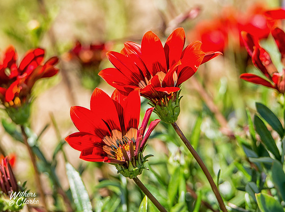 Spring Flowers