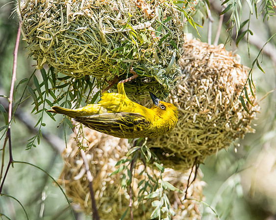 Cape Weaver