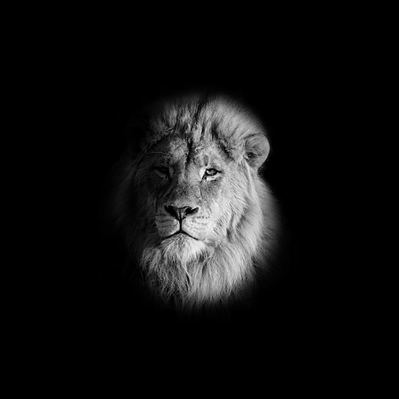 Monochrome Male Lion Portrait