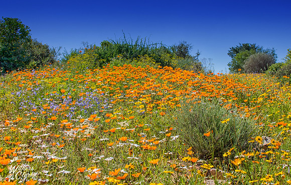 Spring Flowers