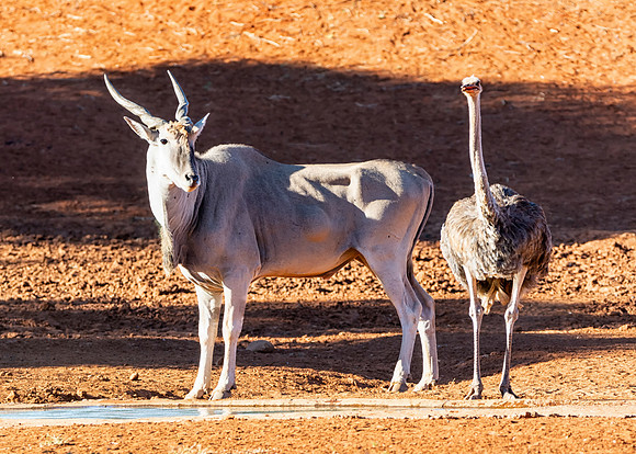 Eland And Ostrich