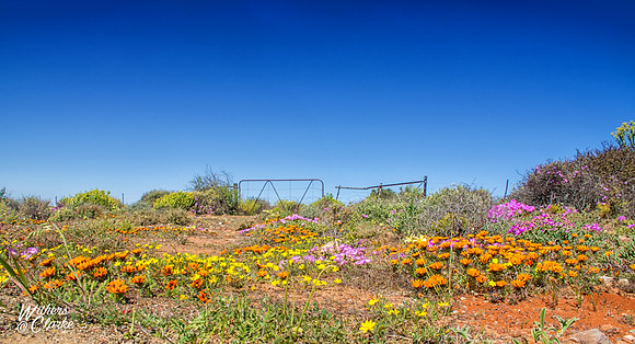 Spring Flowers