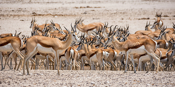 Springbok Group