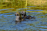 Chacma Baboons Swimming
