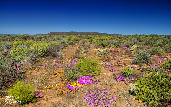 Spring Flowers