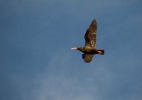 African Black Oystercatcher