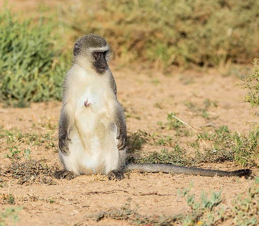 Female Vervet Monkey