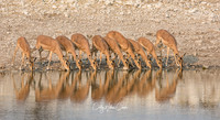 Impala Group Drinking