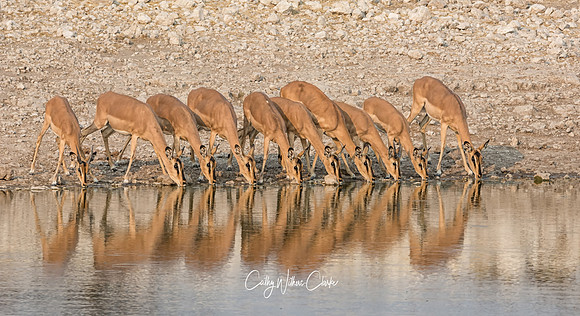 Impala Group Drinking