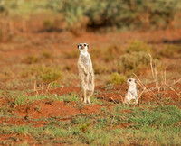 Meerkats On Guard