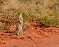 Alert Meerkat