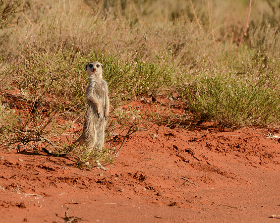 Alert Meerkat