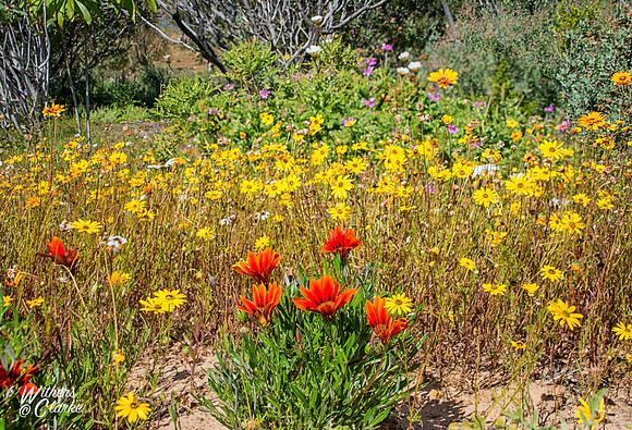 Spring Flowers