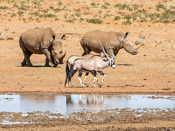 Gemsbok And White Rhino