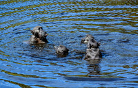 Chacma Baboons Swimming