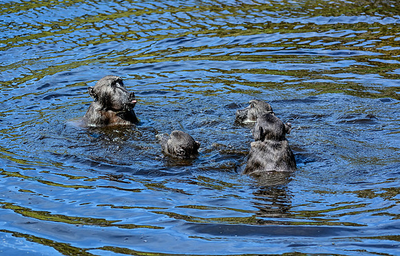 Chacma Baboons Swimming