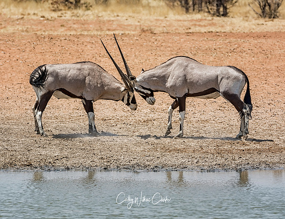 Gemsbok Group