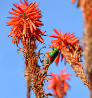 Double-collared Sunbird