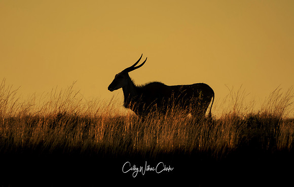 Eland At Sunset