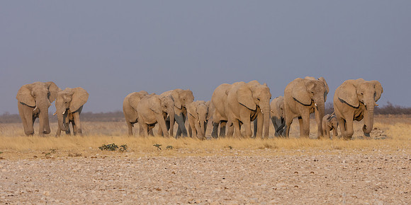Elephant Family