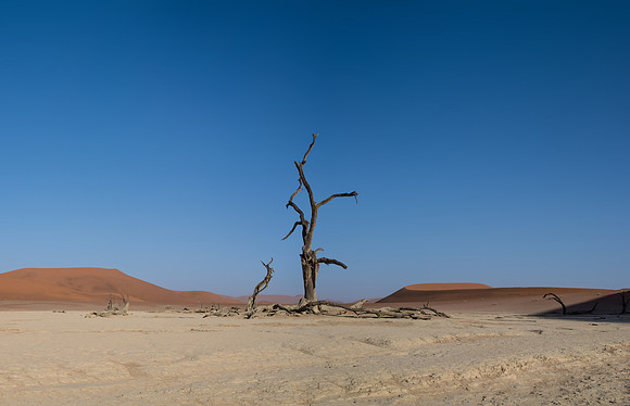 Deadvlei Tree