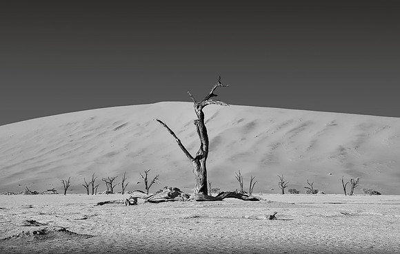 Deadvlei Tree