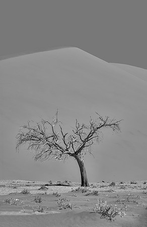 Sossusvlei Tree