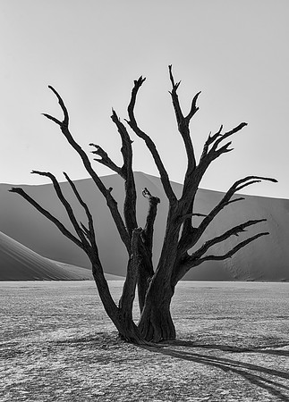Deadvlei Tree