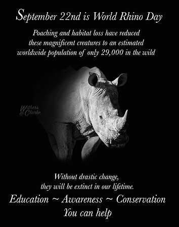 White Rhinoceros