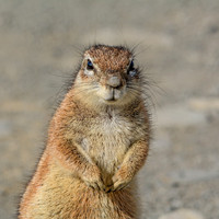 Southern African Ground Squirrel