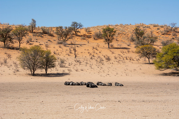 Blue Wildebeest Resting