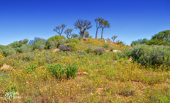 Spring Flowers