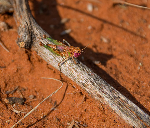 Grasshopper Nymph