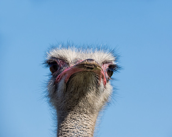 Ostrich Portrait