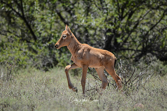 Red Hartebeest Calf