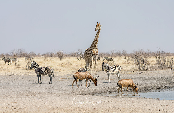 Red Hartebeest,  Zebra, Giraffe
