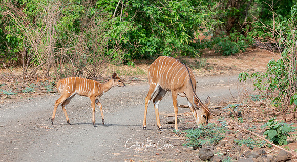 Nyala Mother And Calf